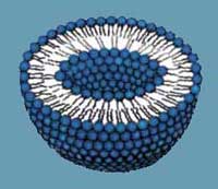 liposome