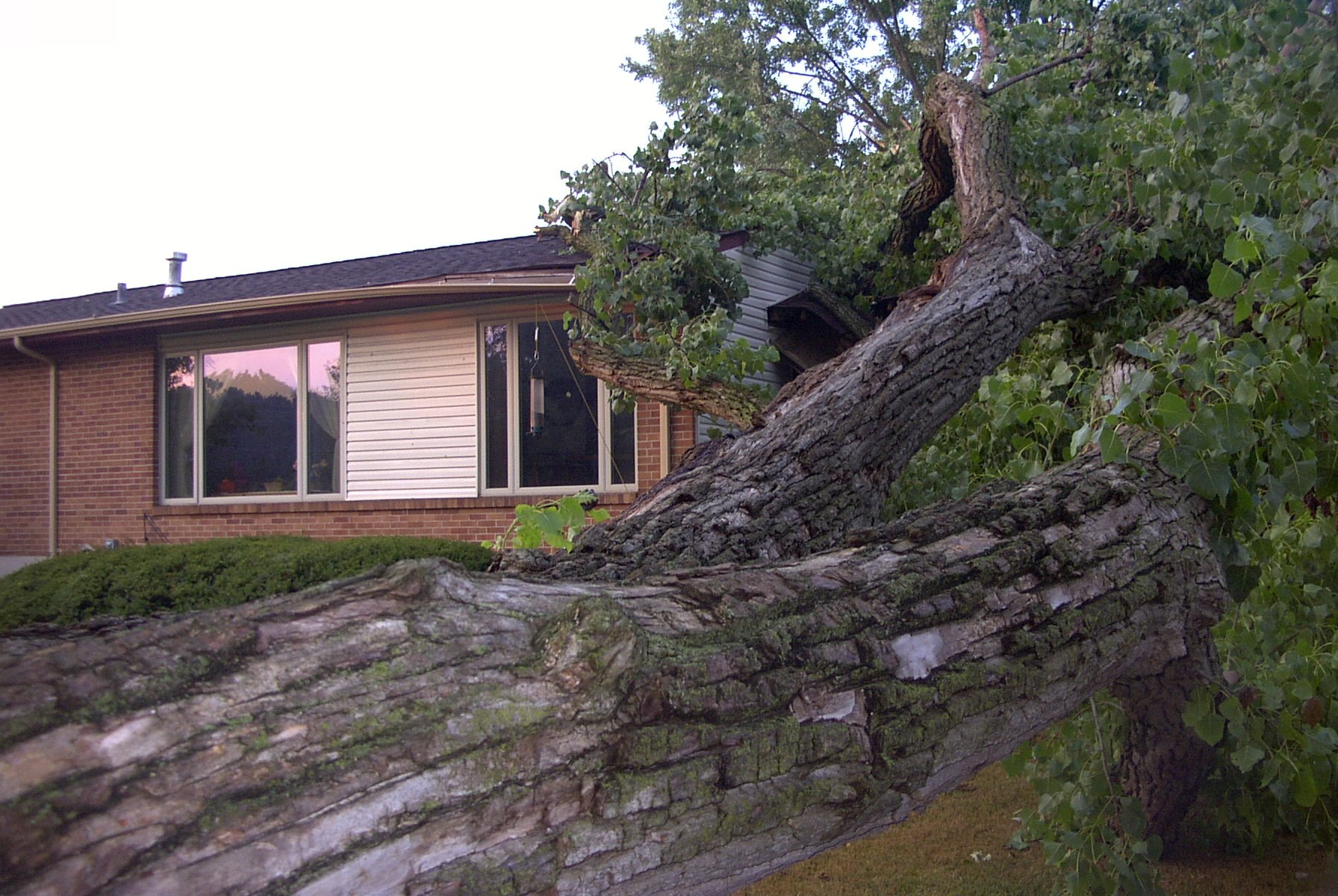 tree fallen on a house after a storm