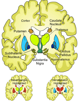 interior of brain