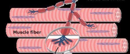 electro_stimulation_diagram.jpg