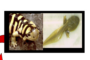 Protein analysis of : Regenerative salamanders vs. non-regenerative salamanders. Regenerative tadpoles vs. non-regenerative tadpoles