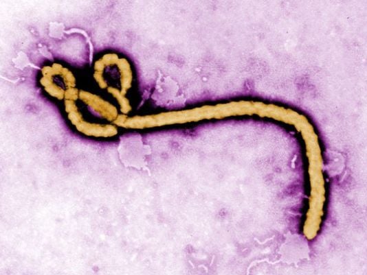 Ebola germ