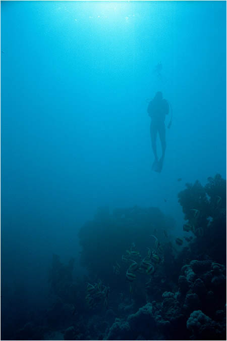 Nice diving picture 2