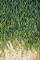 Click on the picture of algae to enlarge it.